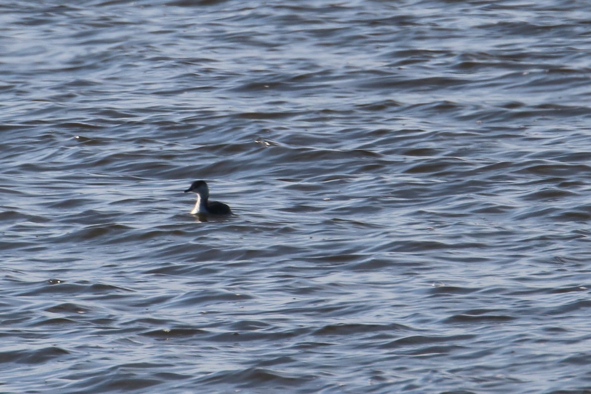 Horned Grebe - ML596560861