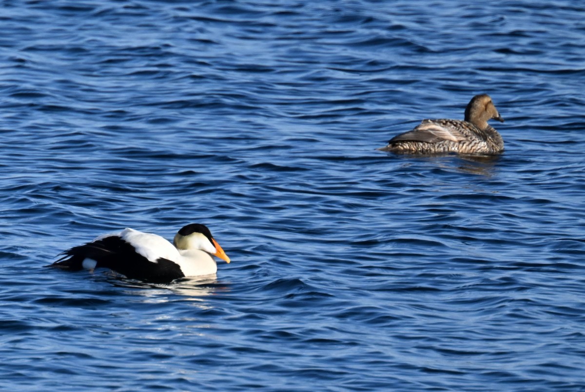 Common Eider - ML596561031