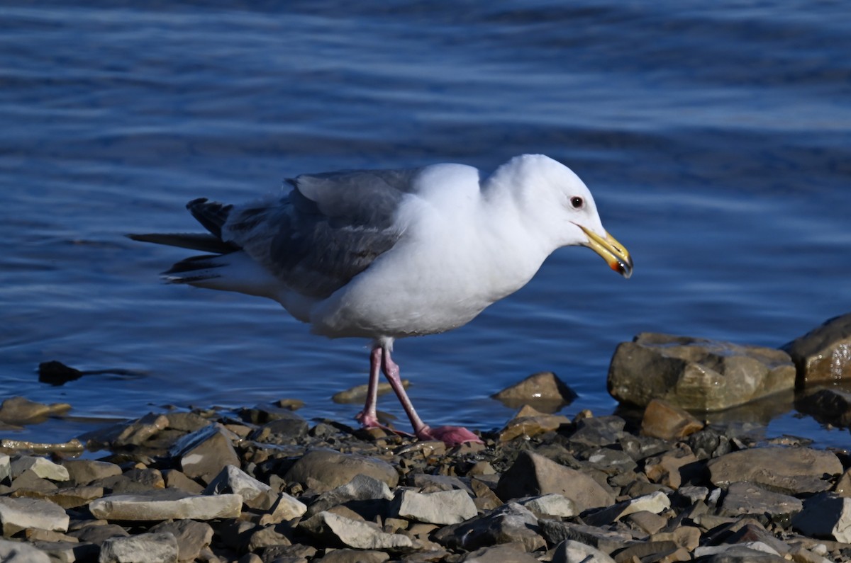 Iceland Gull (Thayer's) - ML596561391