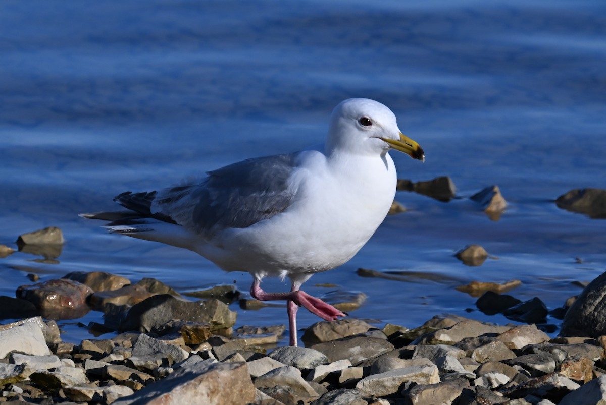 Iceland Gull (Thayer's) - ML596561441