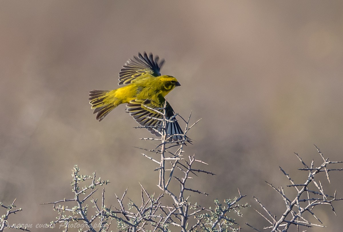 Serin de Sainte-Hélène - ML59656151