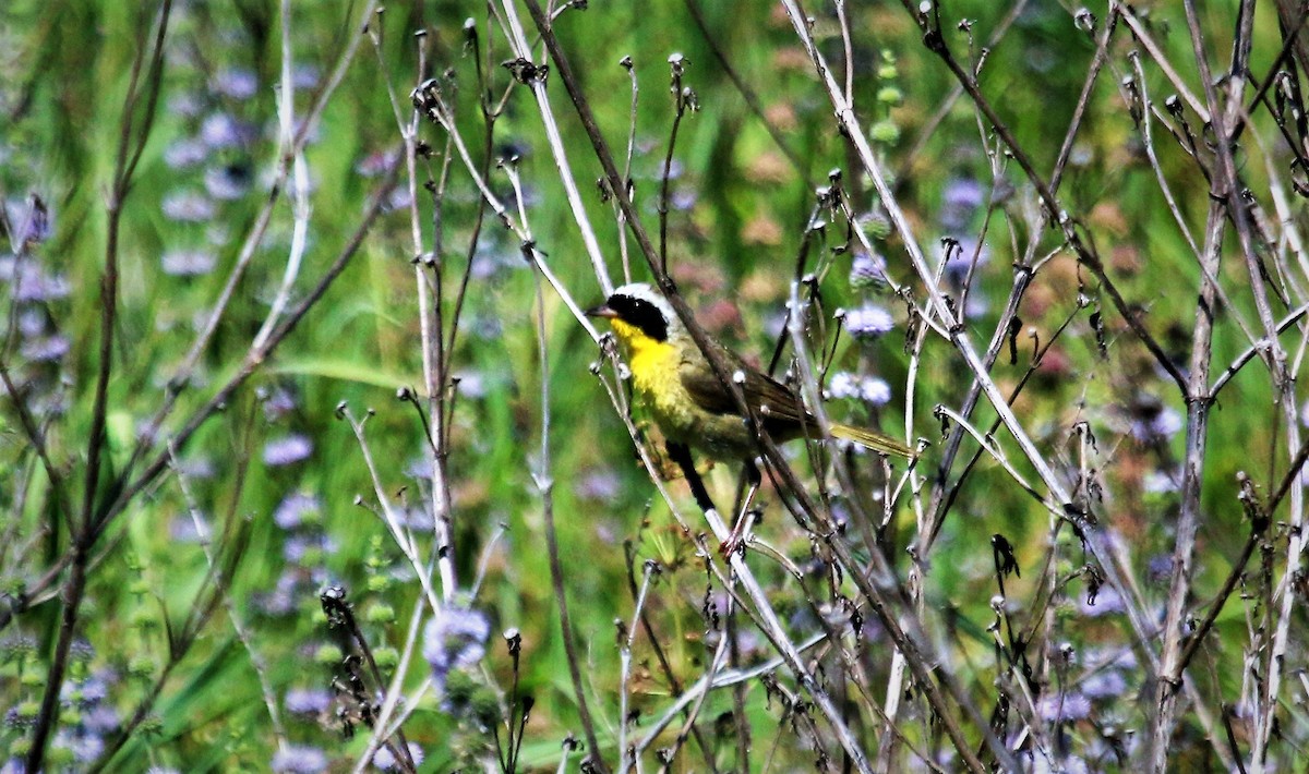 Common Yellowthroat - Nels Nelson