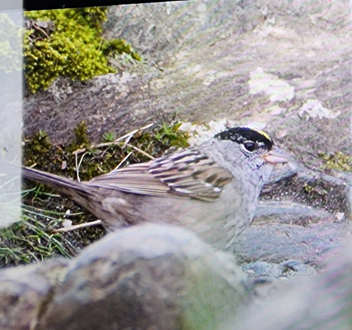 Golden-crowned Sparrow - David Tanner