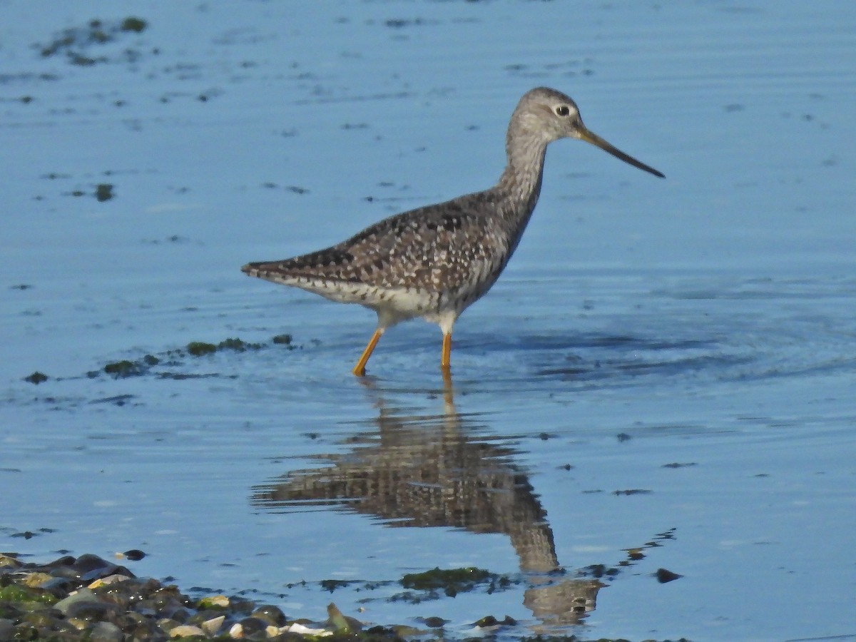 plystresnipe - ML596561881