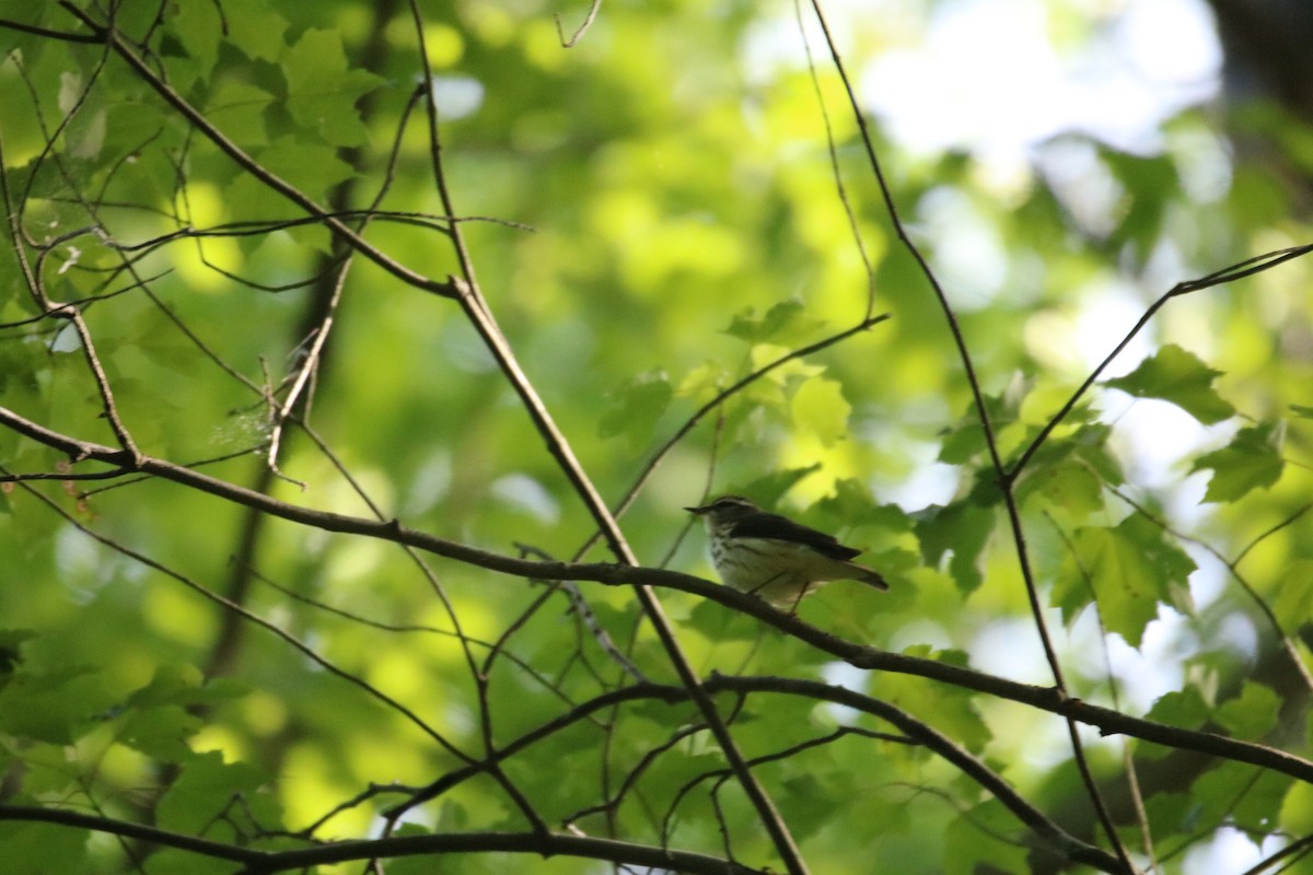 Louisiana Waterthrush - ML596561891