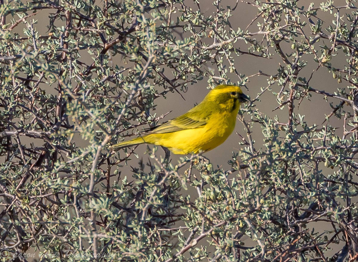 Serin de Sainte-Hélène - ML59656191