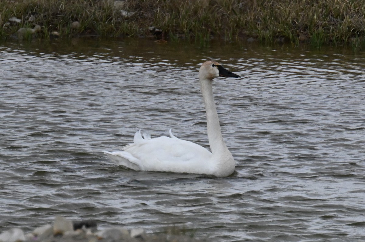 Tundra Swan - ML596562301