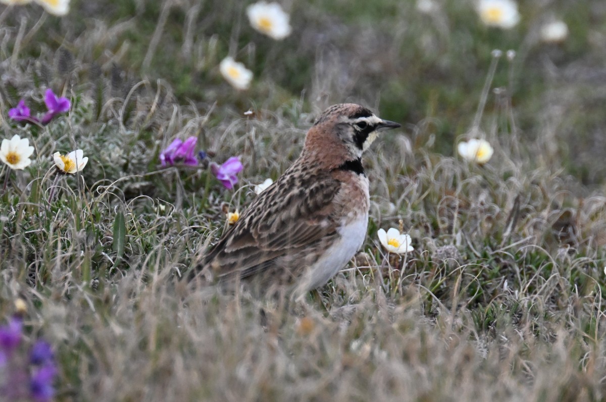 Horned Lark - ML596562401