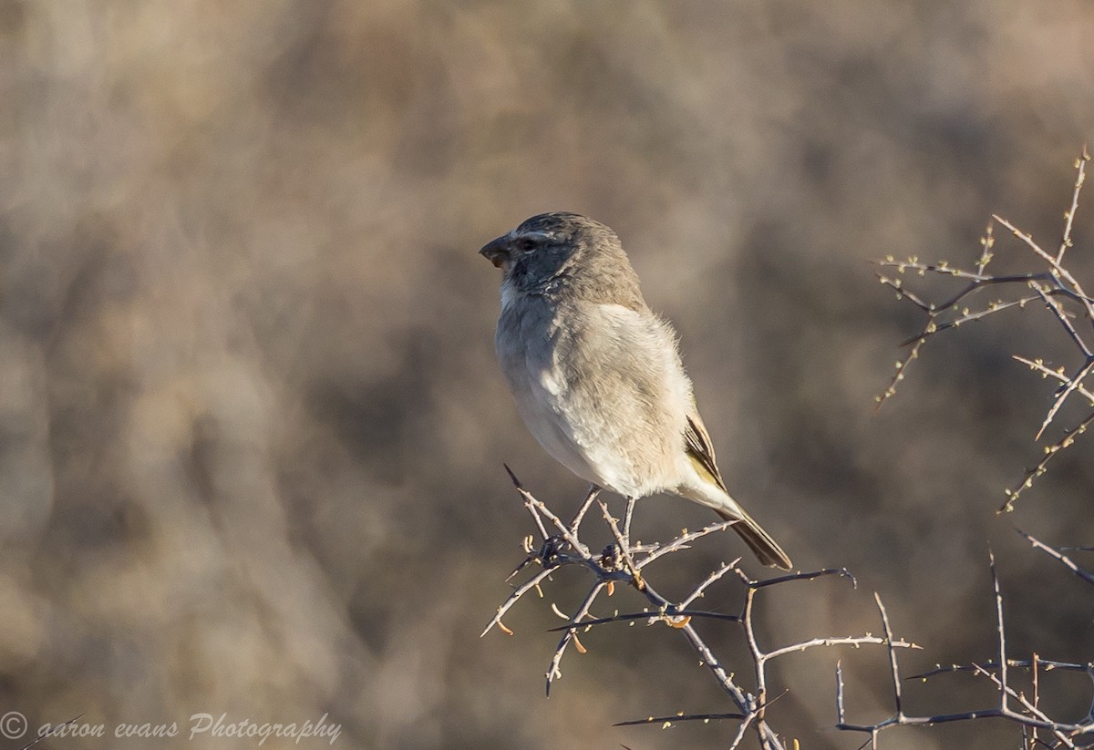 White-throated Canary - aaron evans