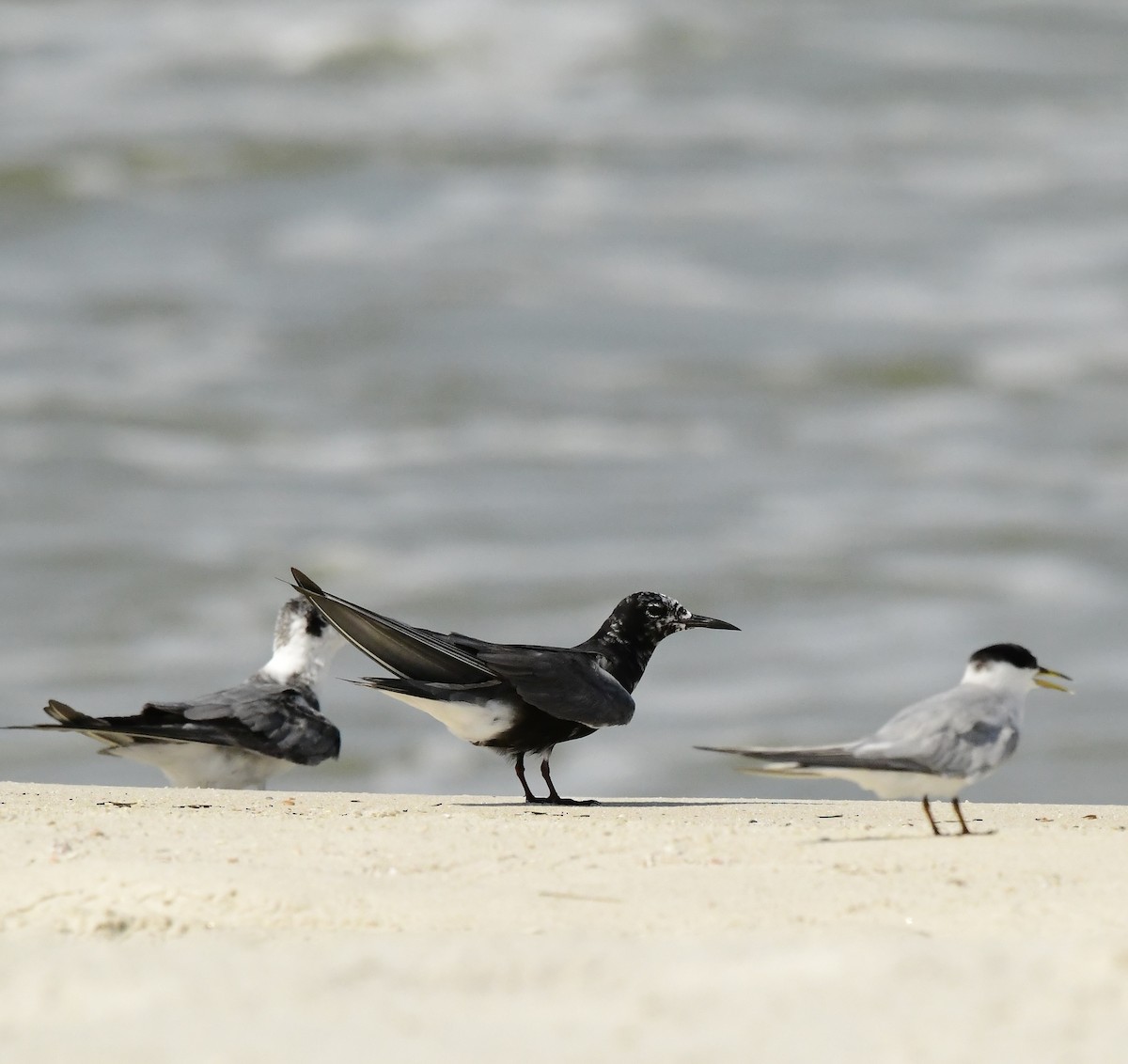 Black Tern - Gary Warner