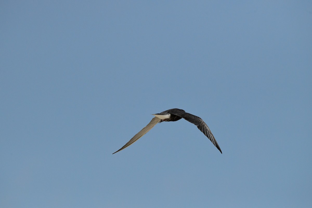 Black Tern - ML596562891