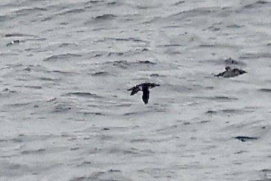 Manx Shearwater - Lorna Aynbinder