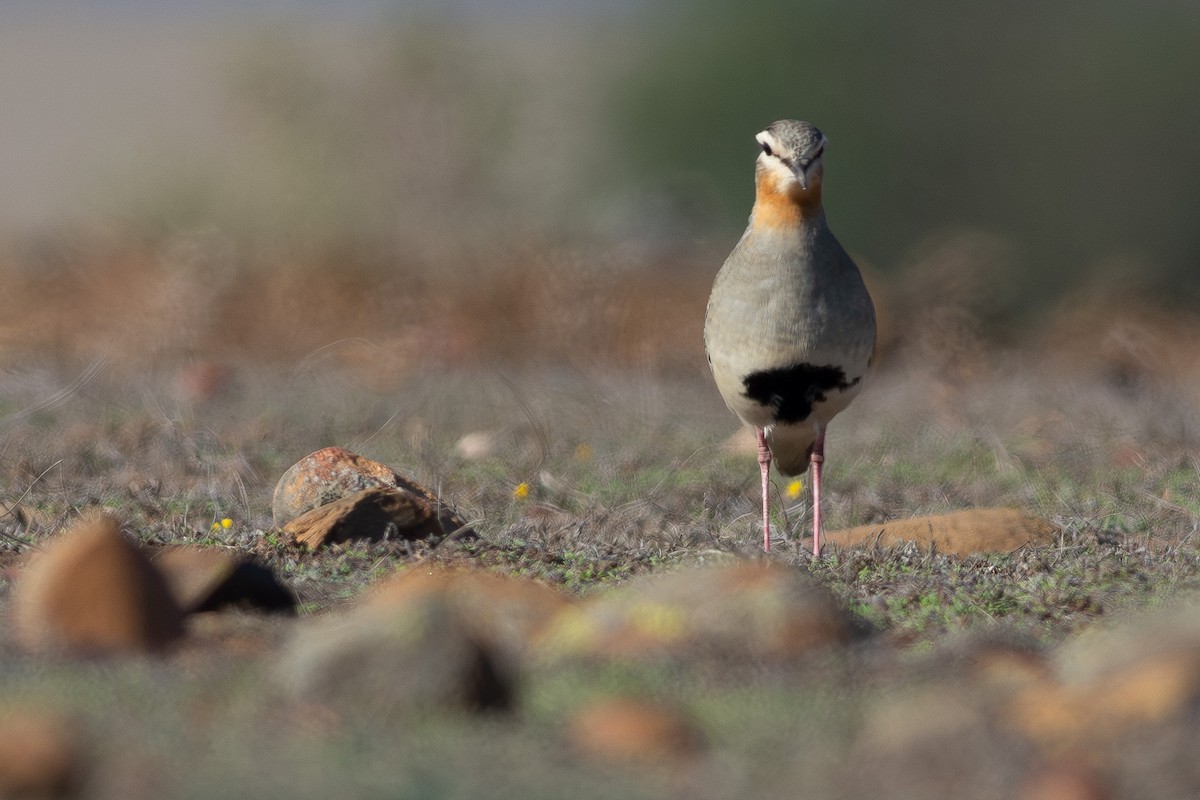 kulík tenkozobý - ML596563271