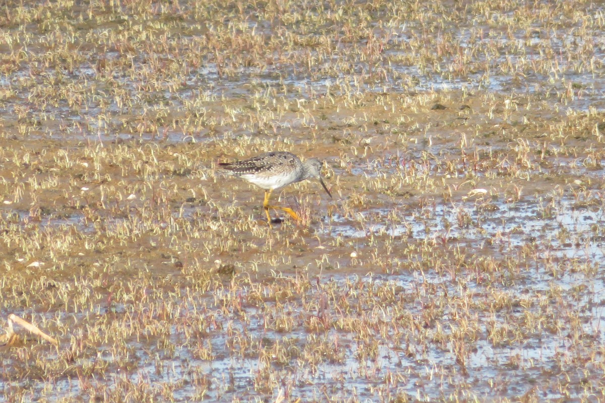 Greater Yellowlegs - ML596564571