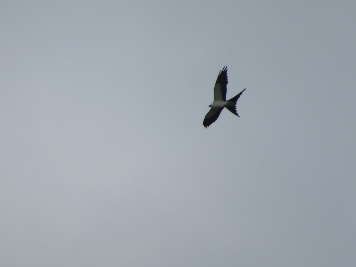 Swallow-tailed Kite - ML596564591
