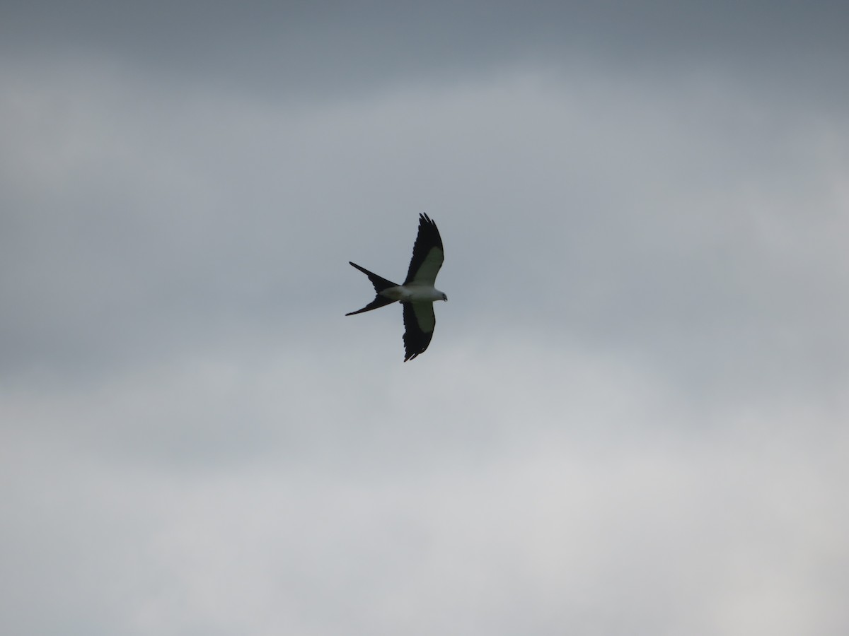 Swallow-tailed Kite - ML596564601