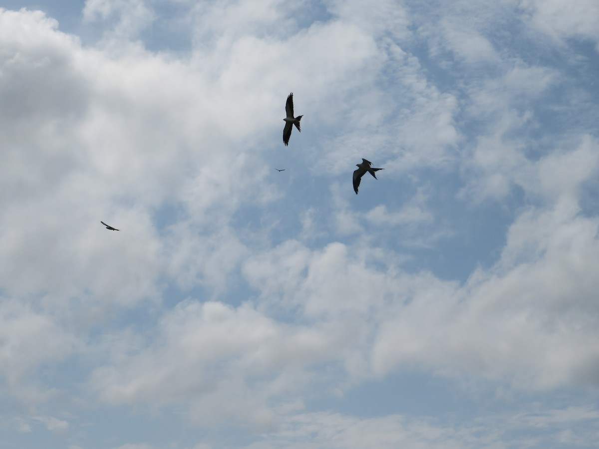 Swallow-tailed Kite - ML596564621