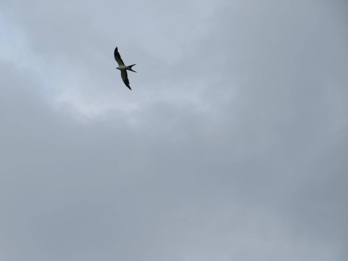 Swallow-tailed Kite - ML596564641
