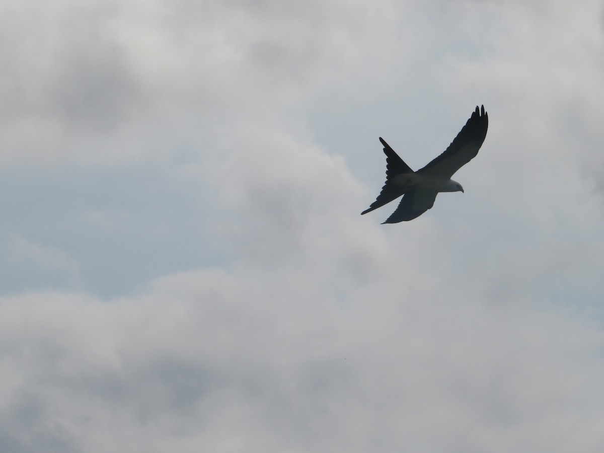 Swallow-tailed Kite - ML596564651