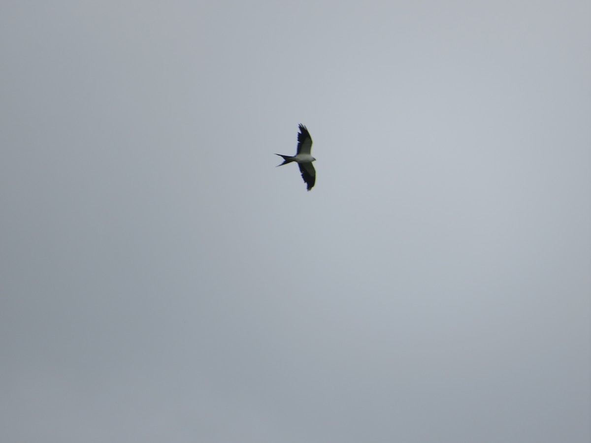 Swallow-tailed Kite - ML596564661