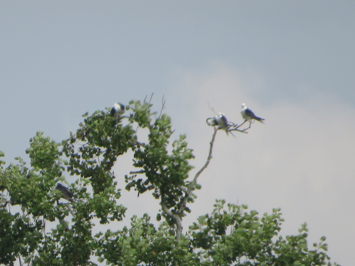 Swallow-tailed Kite - ML596564671