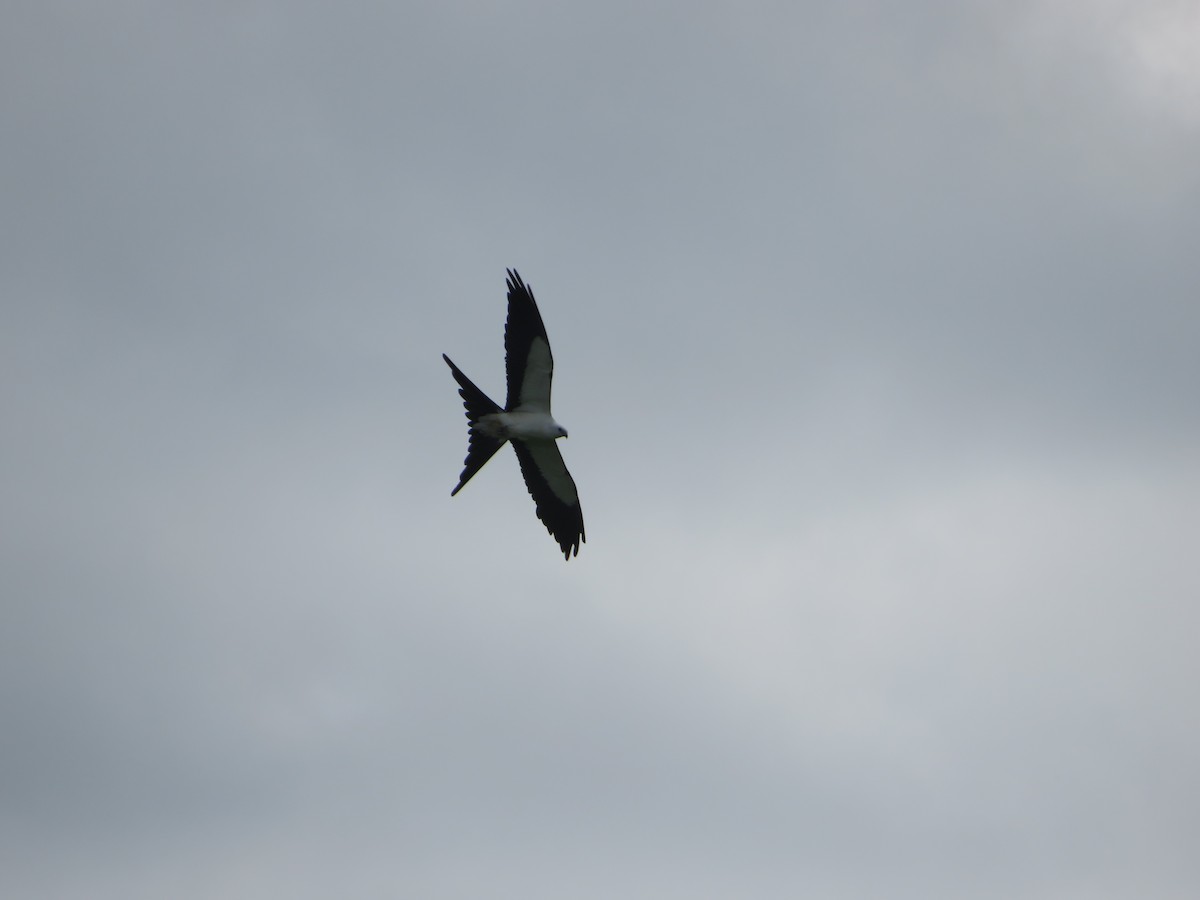 Swallow-tailed Kite - ML596564681