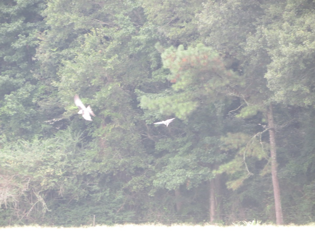 Swallow-tailed Kite - ML596564691