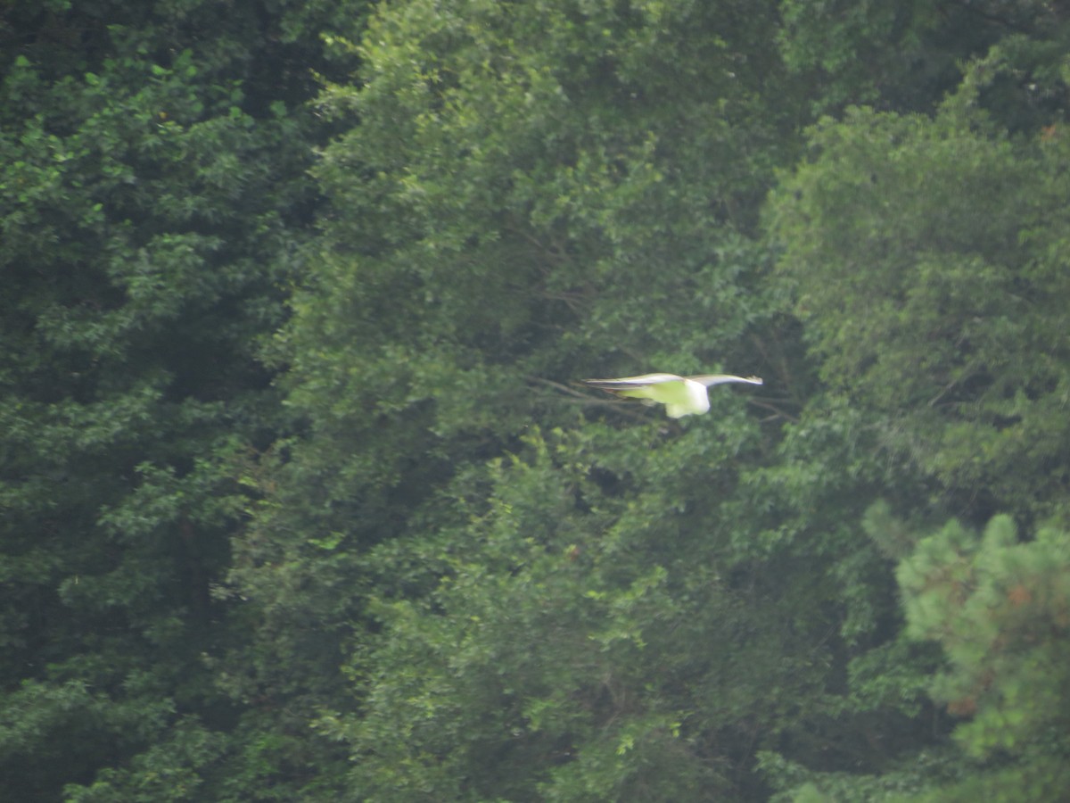 Swallow-tailed Kite - ML596564701