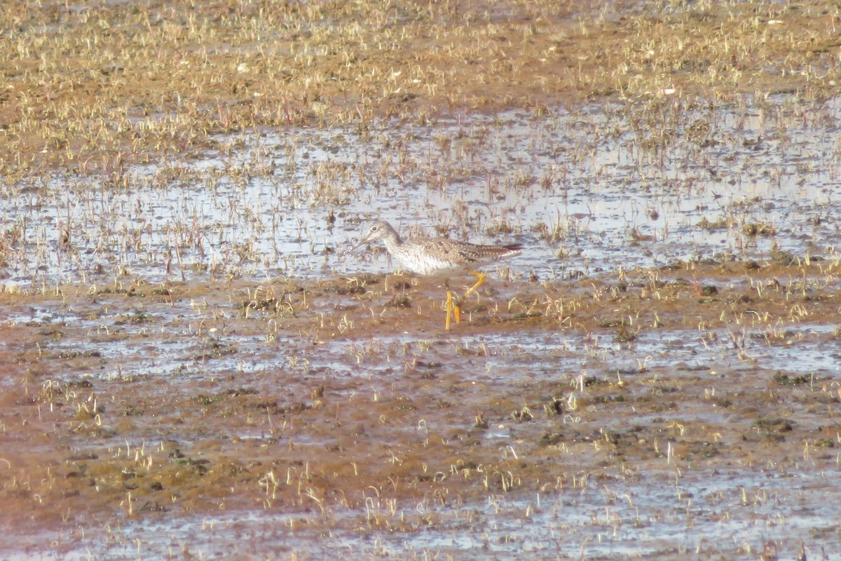 Greater Yellowlegs - ML596564721