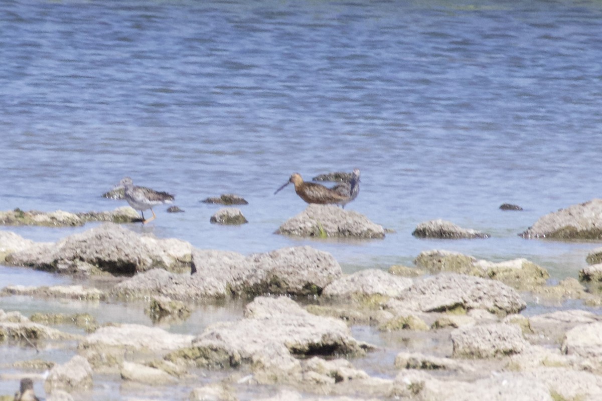 Long-billed Dowitcher - ML596564761