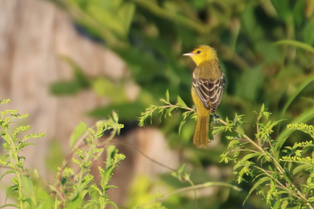 Orchard Oriole - ML596565401