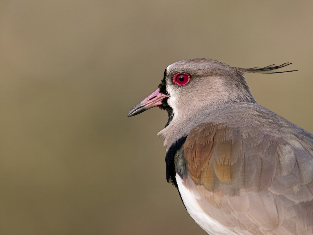 Southern Lapwing - ML596565491