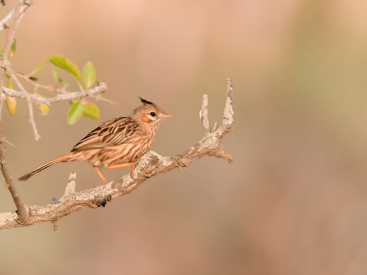 Lark-like Brushrunner - ML596565541
