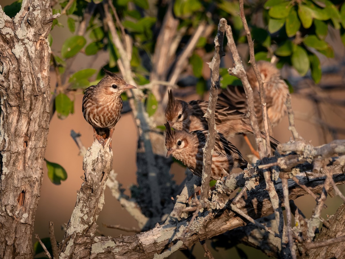 Lark-like Brushrunner - ML596565581