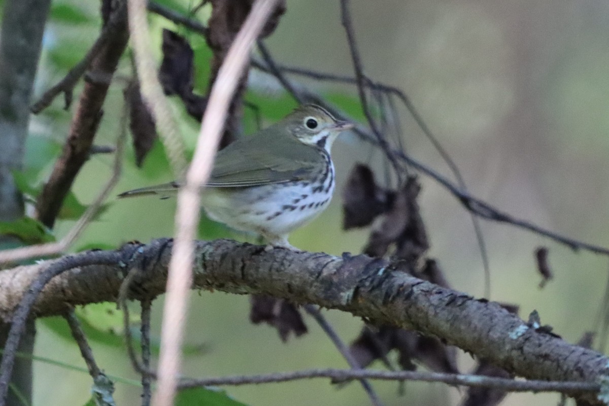 Ovenbird - ML596565591