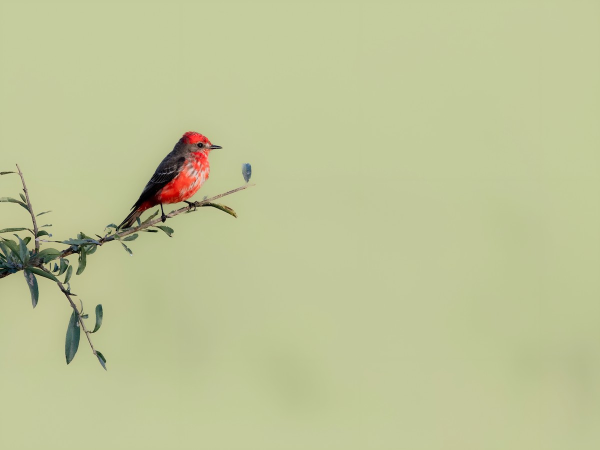 Vermilion Flycatcher - ML596565621