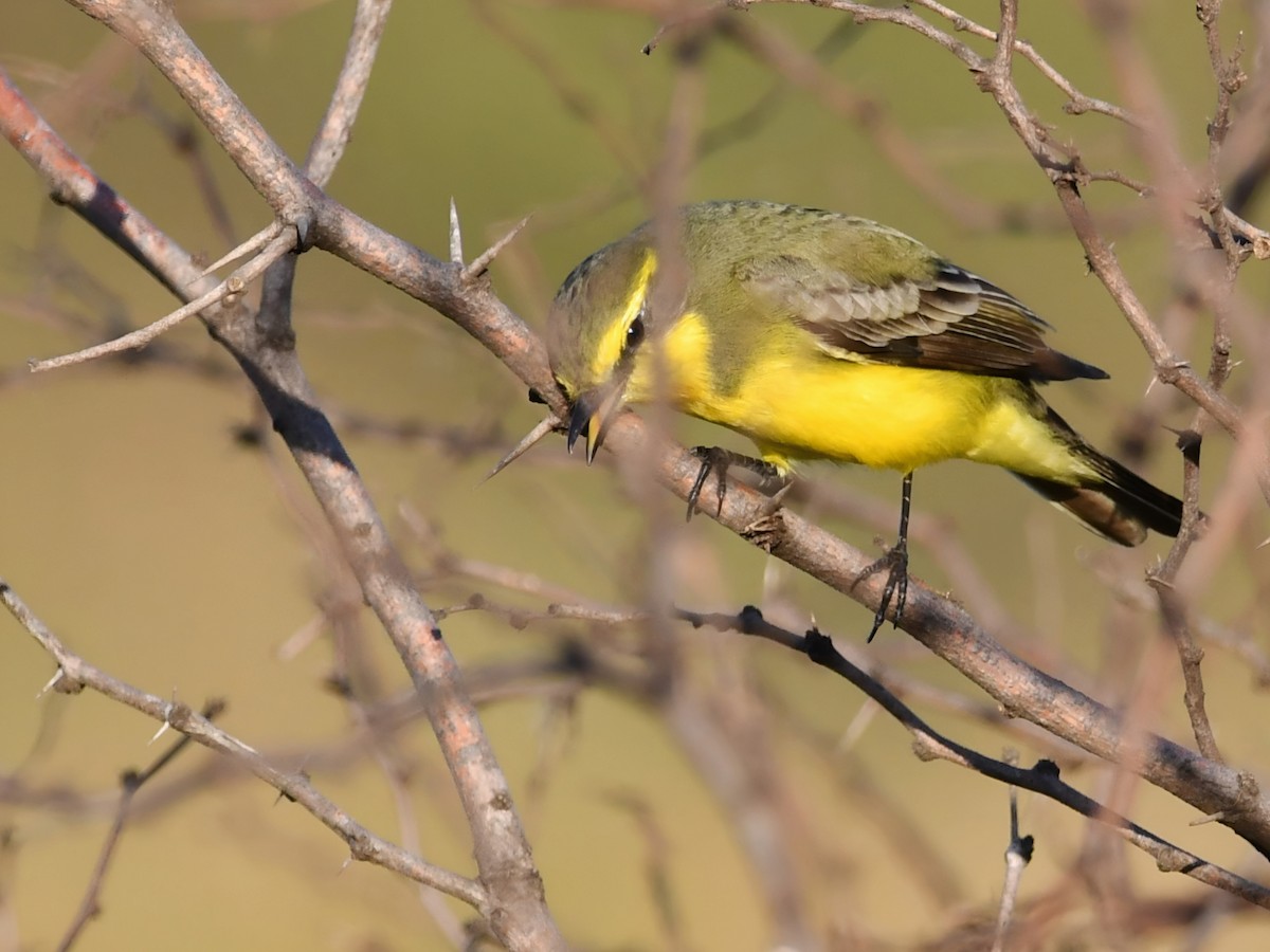Yellow-browed Tyrant - ML596565681