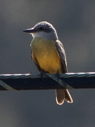 Tropical Kingbird - ML596565741