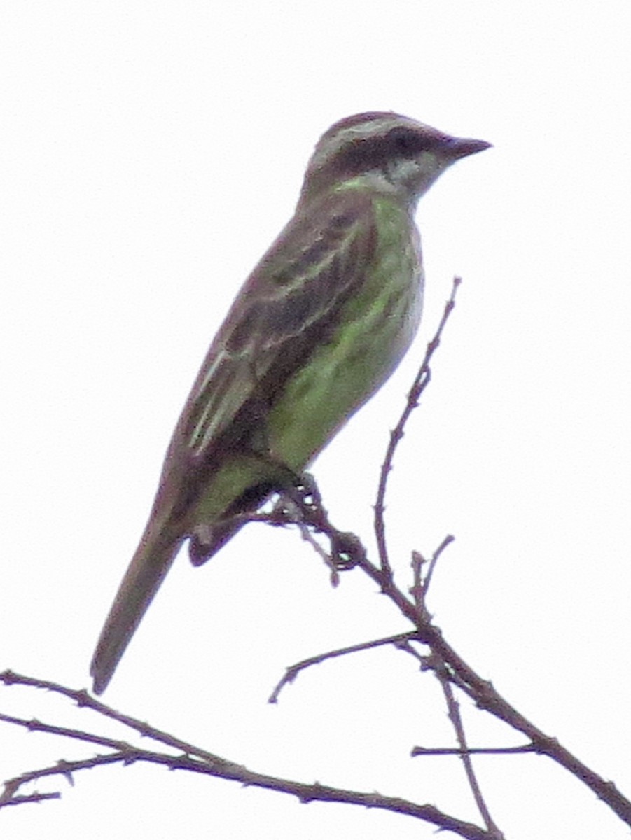 Piratic Flycatcher - ML596566091