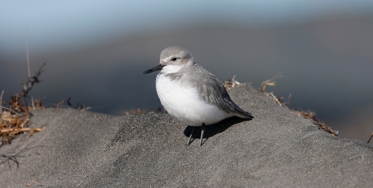 Wrybill - Simon Binzegger