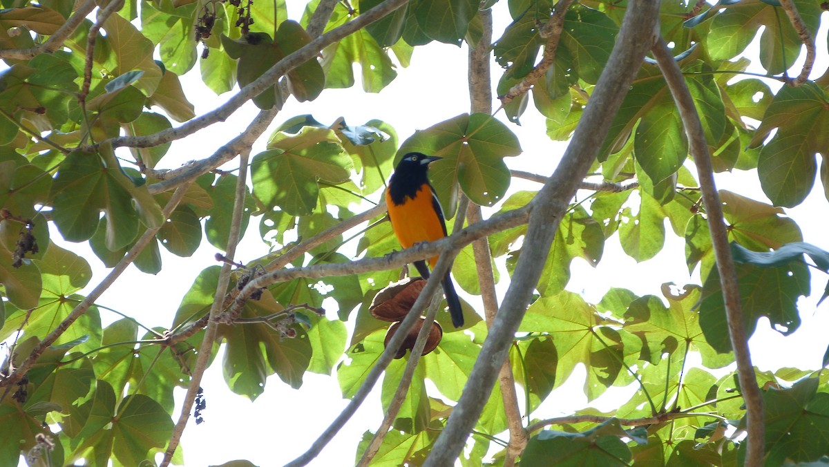 Venezuelan Troupial - Jean Sira