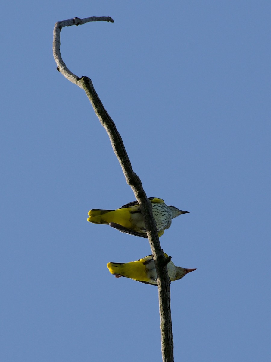 Eurasian Golden Oriole - ML596566971