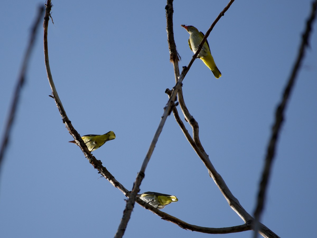 Eurasian Golden Oriole - ML596566981