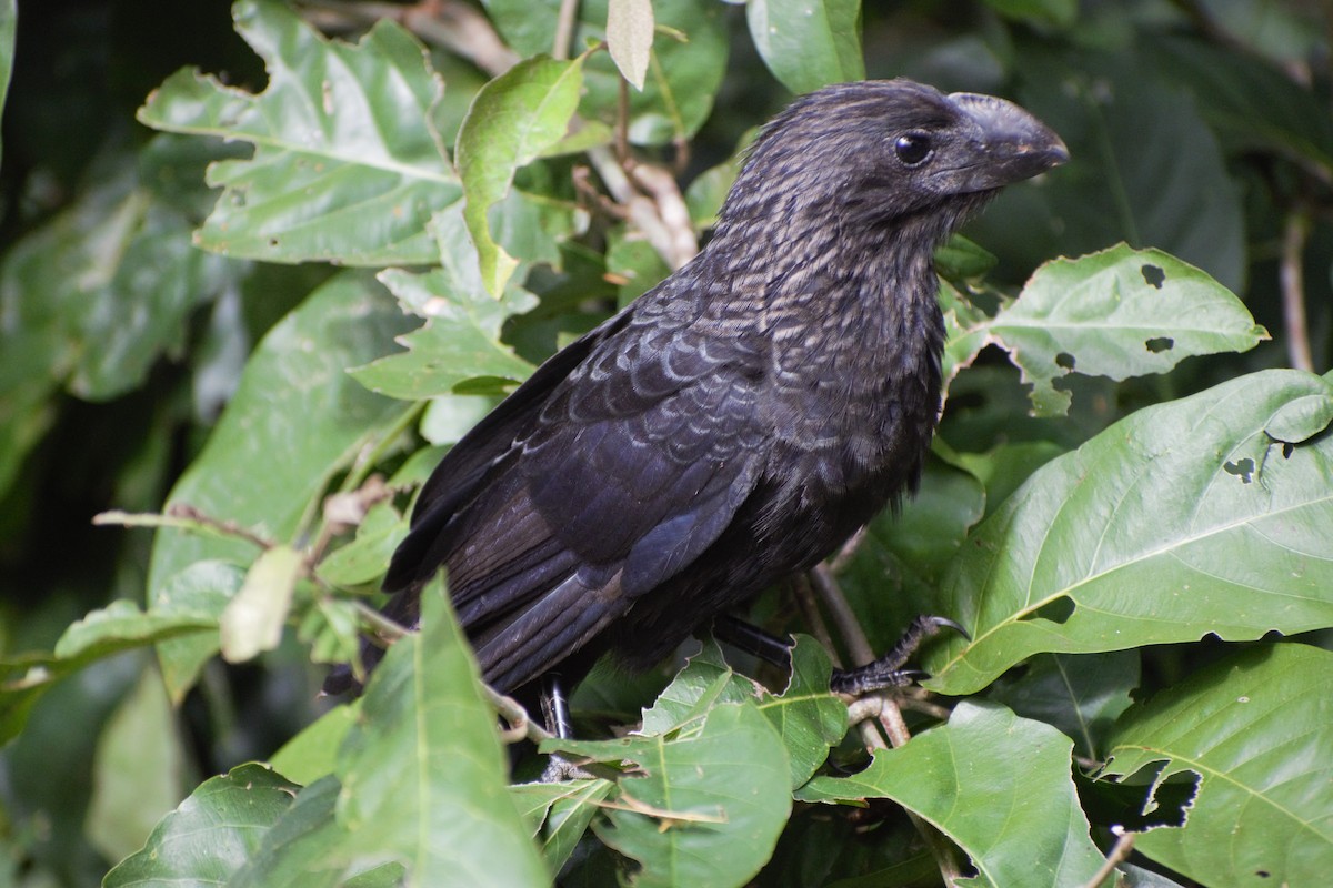 Smooth-billed Ani - ML596567391