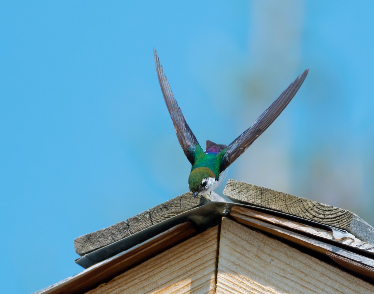 Violet-green Swallow - ML596569111