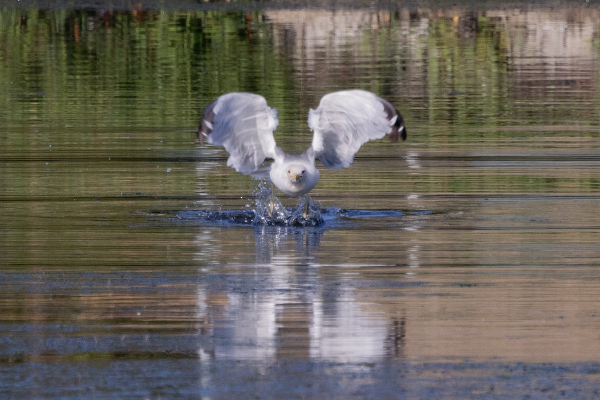 California Gull - ML596569181