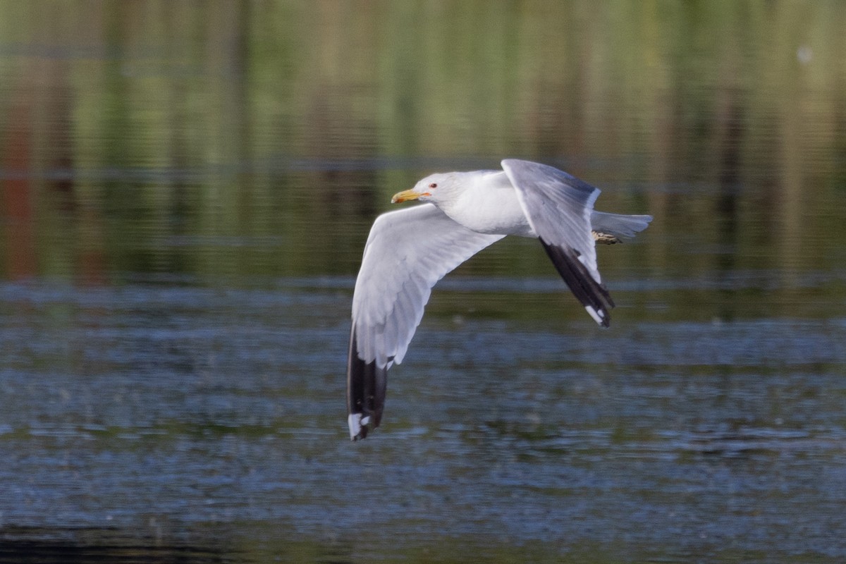 California Gull - ML596569191