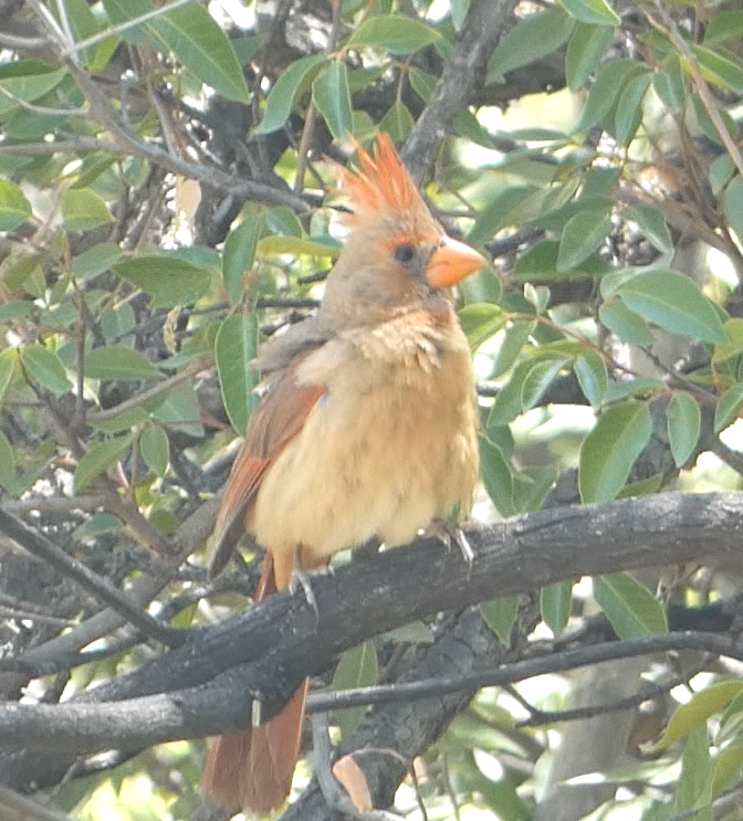 Northern Cardinal - Rob Hamilton