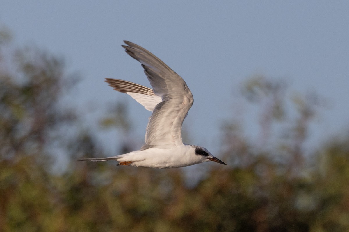 Forster's Tern - ML596569241