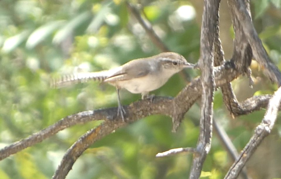 Bewick's Wren - Rob Hamilton